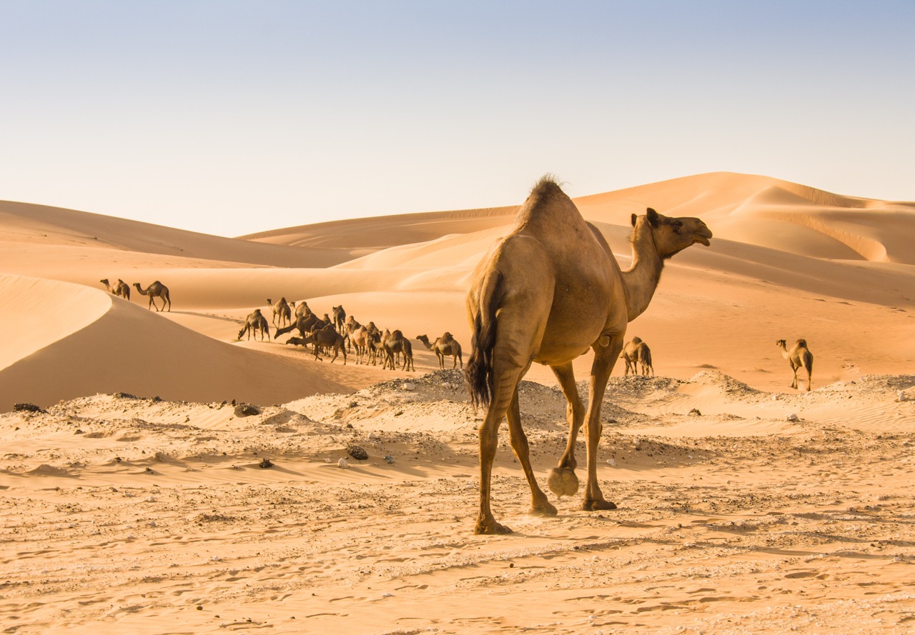 Saudi Arabia cultural heritage 3